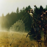R B Tschechei Spiders Web